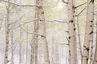 Autumn Aspens With Snow, Colorado Fine Art Print
