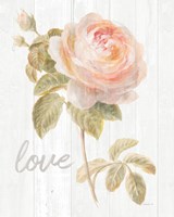 Garden Rose on Wood Love Framed Print