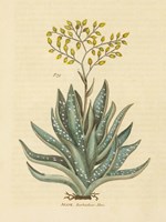 Herbal Botanical XXXI Framed Print