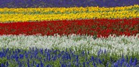 Colorful Flowers, Furano, Hokkaido, Japan Framed Print