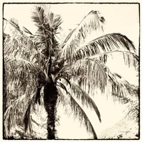 Palm Tree Sepia III Framed Print
