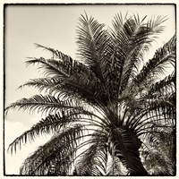 Palm Tree Sepia I Framed Print
