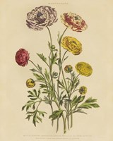 Herbal Botany XXII v2 Crop Framed Print