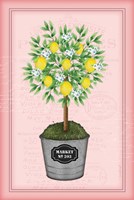 Lemon Topiary - Pink Framed Print