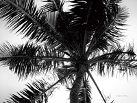 Palm Tree Looking Up III Framed Print
