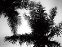 Palm Tree Looking Up I Framed Print