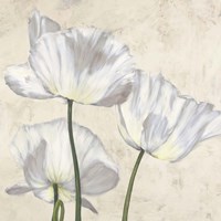 Poppies in White II Framed Print