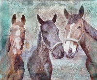 3 horses Fine Art Print