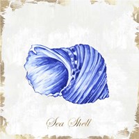 Blue Seashell Framed Print
