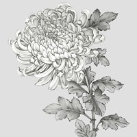 Grey Botanical I Framed Print