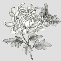 Grey Botanical II Framed Print
