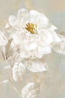 White Rose I Framed Print