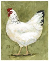 Chicken Scratch II Framed Print