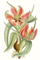 Curtis Tulips I Framed Print