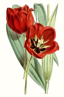 Curtis Tulips V Framed Print
