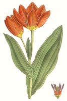 Curtis Tulips IX Framed Print