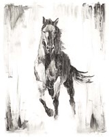 Rustic Black Stallion II Fine Art Print