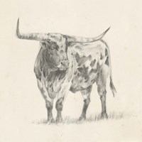Longhorn Steer Sketch II Framed Print