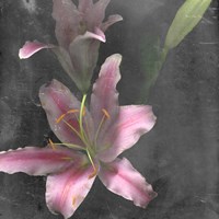 Fleur de Lys I Framed Print