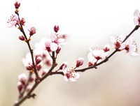 Cherry Blossom Study I Framed Print