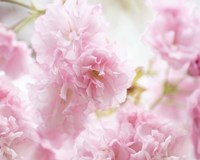 Cherry Blossom Study V Framed Print