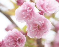 Cherry Blossom Study VI Framed Print