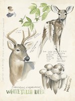 Wildlife Journals IV Framed Print