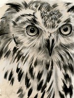 Charcoal Owl I Framed Print