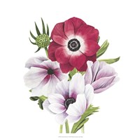 Anemone Blooms I Framed Print