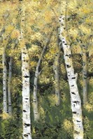 Birch Treeline III Framed Print