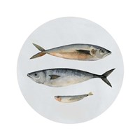 Three Fish I Framed Print