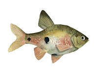 Rainbow Fish III Framed Print