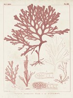 Antique Coral Seaweed II Framed Print