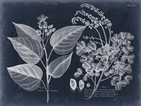 Foliage on Navy III Framed Print