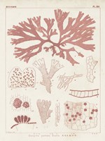 Antique Coral Seaweed III Framed Print