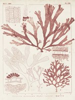 Antique Coral Seaweed IV Framed Print