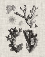Coral Specimen I Framed Print