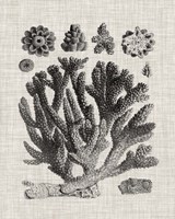 Coral Specimen IV Framed Print