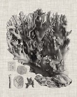 Coral Specimen V Framed Print