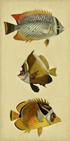 Trio of Tropical Fish II Framed Print