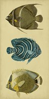 Trio of Tropical Fish III Framed Print