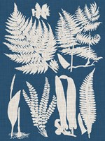 Linen & Blue Ferns I Framed Print