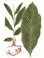 Leaves of the Tropics IV Framed Print