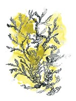 Citron Sea Kelp II Framed Print