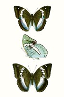 Butterfly Specimen II Framed Print