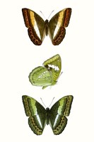 Butterfly Specimen III Framed Print