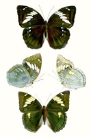 Butterfly Specimen IV Framed Print