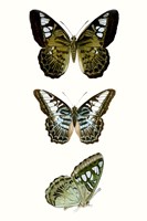 Butterfly Specimen VI Framed Print