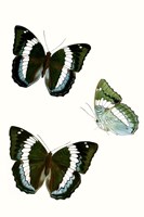 Butterfly Specimen VIII Framed Print