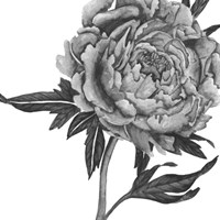 Flowers in Grey II Framed Print